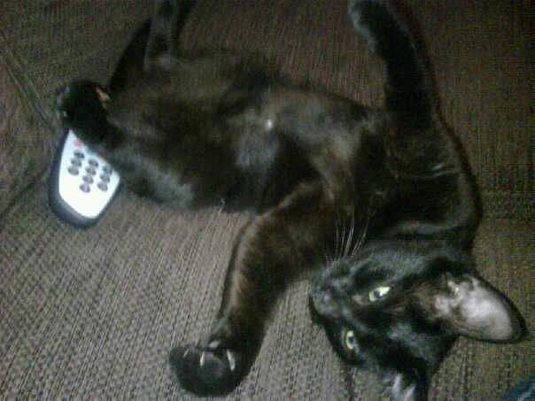 Jelly with the TV remote